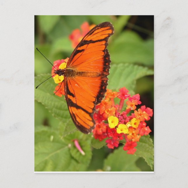 Orangenschmetterling Postkarte (Vorderseite)