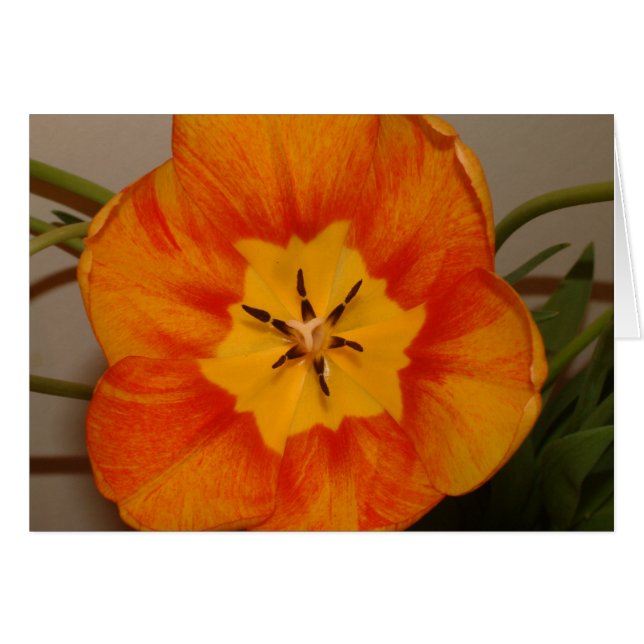 Orangentulpe (Vorderseite (Horizontal))
