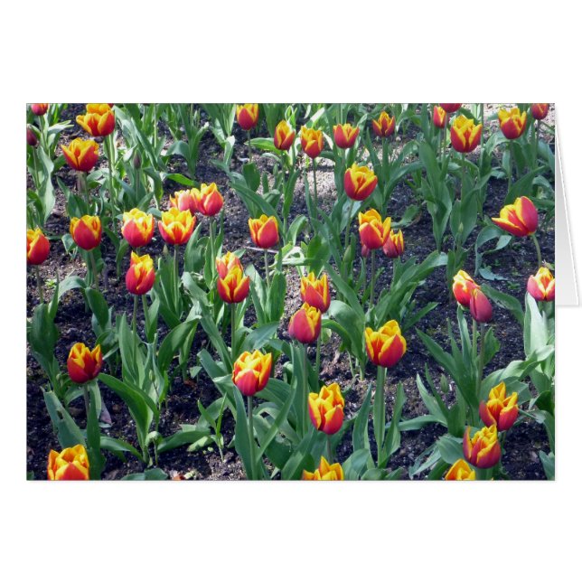 Orangentulpen (Vorderseite (Horizontal))