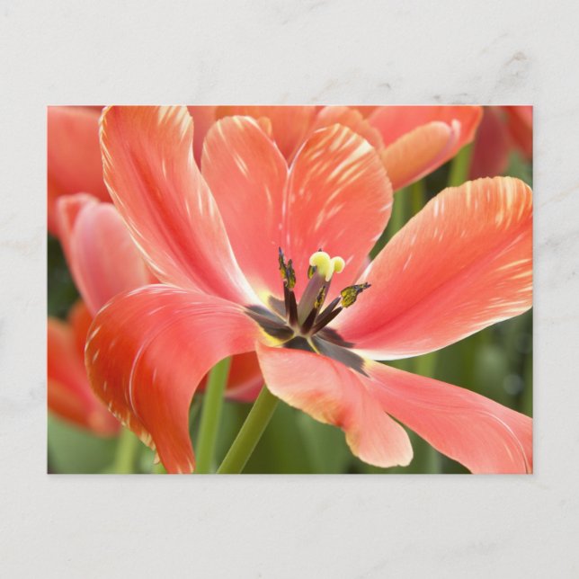 Orangentulpen in blühender Postkarte (Vorderseite)