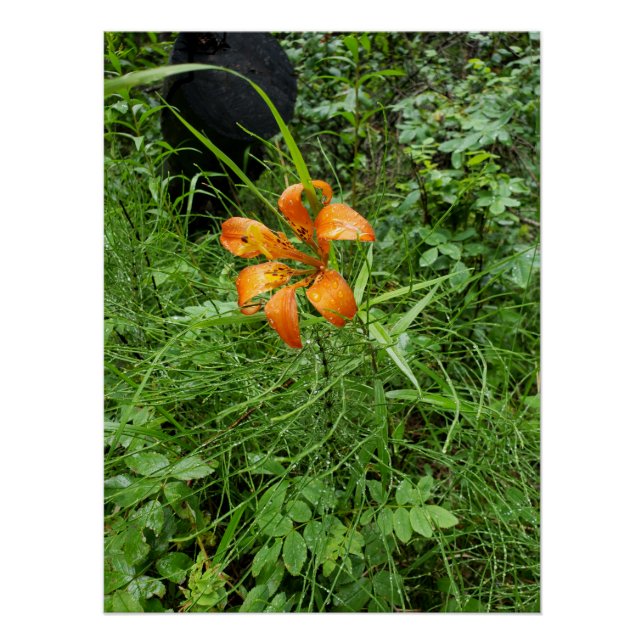 Orangenwälder Poster (Vorderseite)
