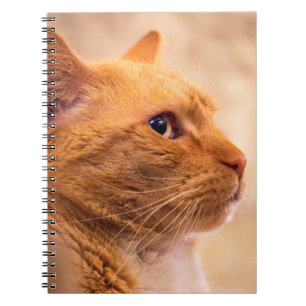 Oranger getigerter Katzennotizbuch Warmes Hausti Notizblock