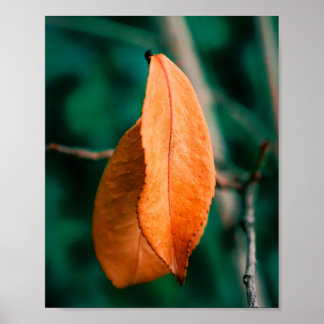 Oranger Herbstlaub an einem dünnen Zweig Poster