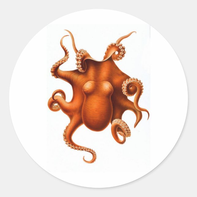Oranger Krake Runder Aufkleber (Vorderseite)