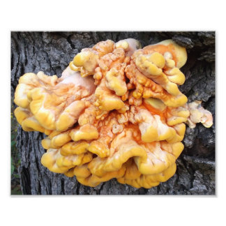 Oranger Pilz Fotodruck