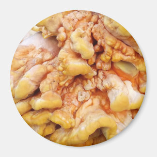 Oranger Pilz Magnet