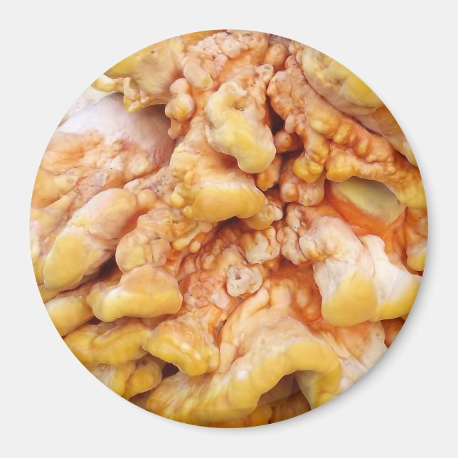 Oranger Pilz Magnet (Vorne)
