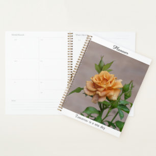 Oranger Planer Rose