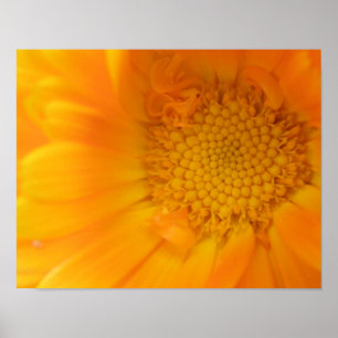 Oranger Ringelblumen-Makro-Druck Poster