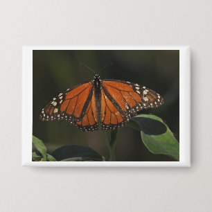 Oranger Schmetterling Natur Foto Pin Button