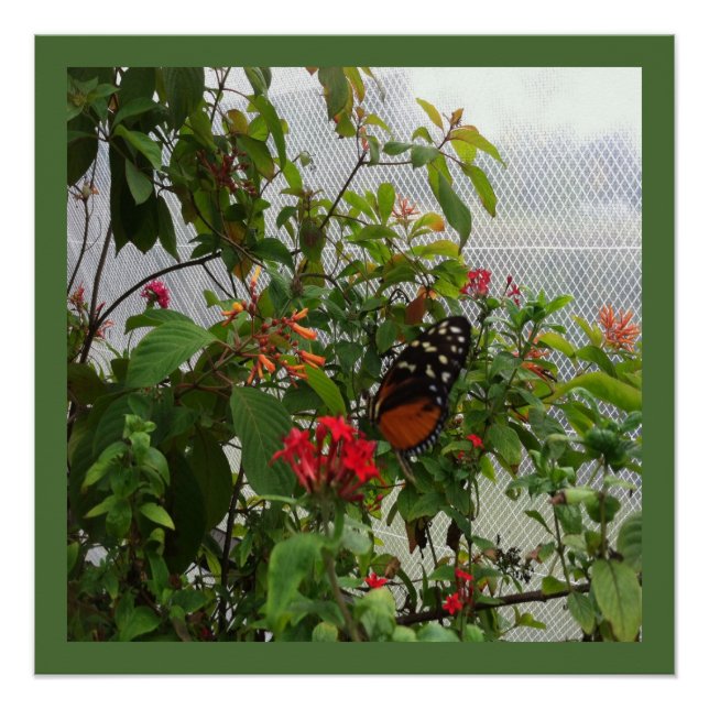 ORANGER SCHMETTERLING POSTER (Vorderseite)
