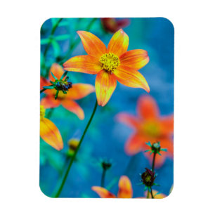 Oranger Sternblume Magnet