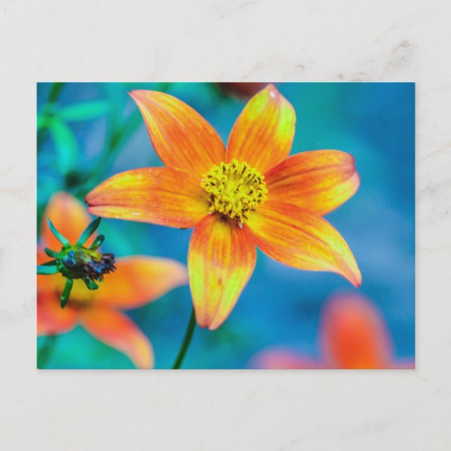 Oranger Sternblume Postkarte (Vorderseite)