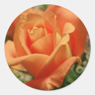 Orangerose Runder Aufkleber