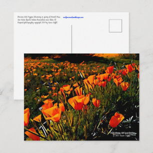 Orangerote Mexikanische Goldmohnblumen blühen im F Postkarte