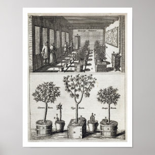 Orangery, von "De Nederlandze Hesperides" bis Poster