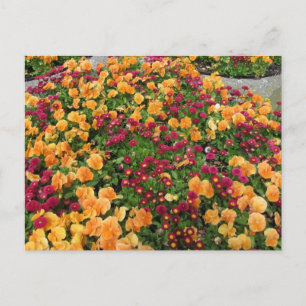 Oranges und rotes Blumenbeet Postkarte