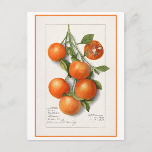 Oranges Vintage Botanische Illustration Postkarte