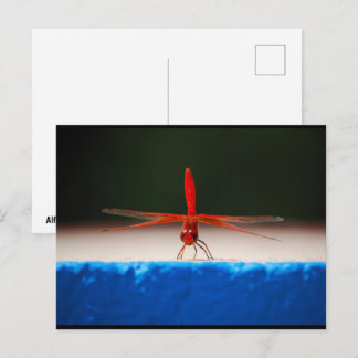 Orangeschwanz-Geflecktlibelle Postkarte