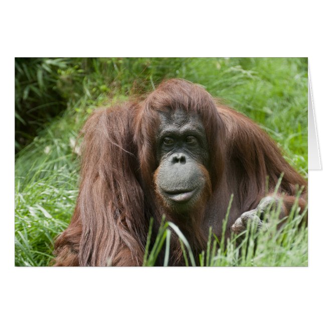 Orangutan (Vorderseite (Horizontal))