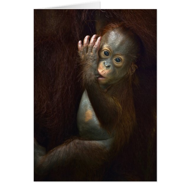 Orangutan (Vorne)