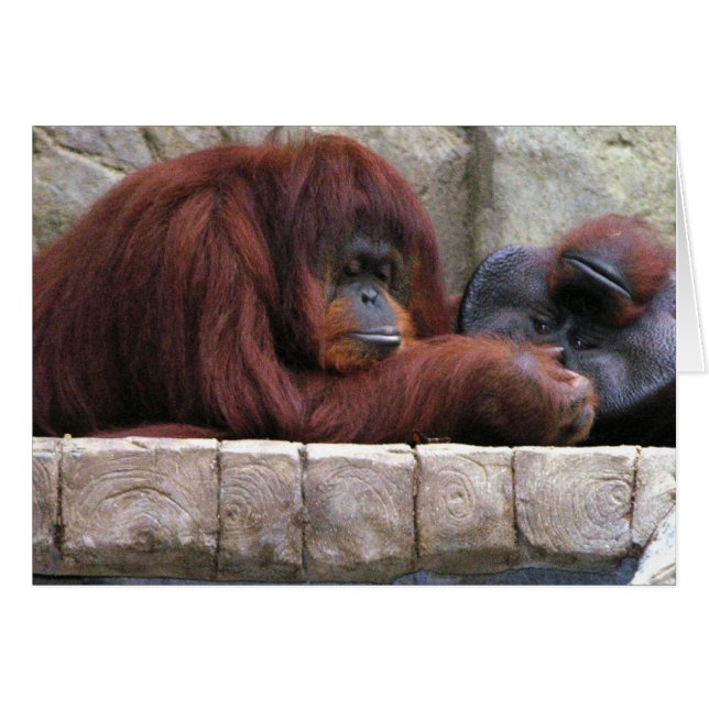 Orangutan (Vorderseite (Horizontal))