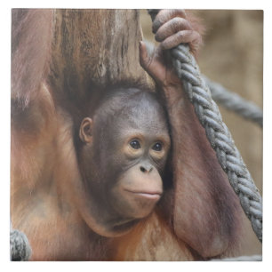 OrangUtan 002 Fliese