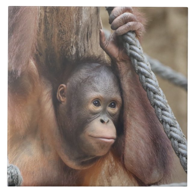 OrangUtan 002 Fliese (Vorderseite)