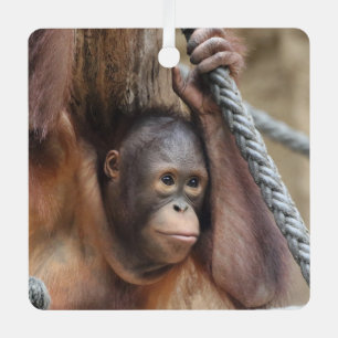 OrangUtan 002 Ornament Aus Metall