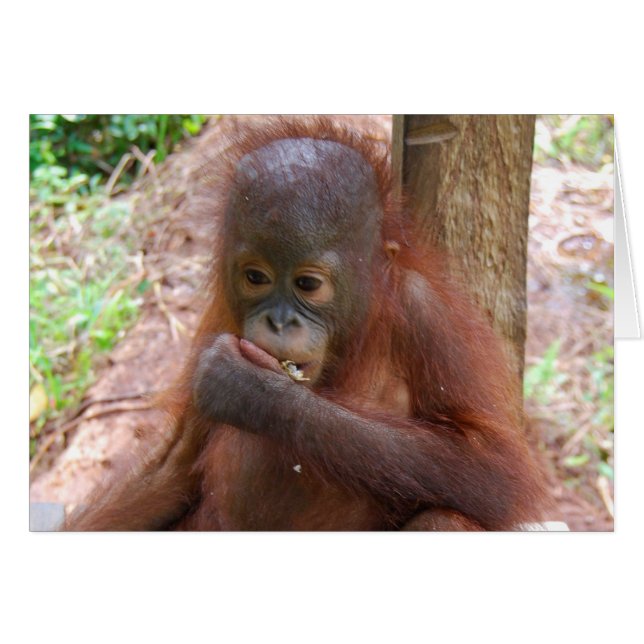Orangutan Baby an der Borneo-Jungle-Schule (Vorderseite (Horizontal))