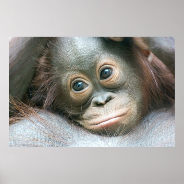 Orangutan Baby, das sich an seine Mutter klammert Poster (Vorne)