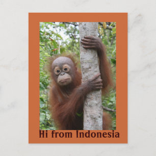 Orangutan Baby Hi aus Indonesien Postkarte