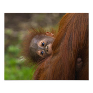 Orangutan Baby mit Flüchtige Blick Fotodruck