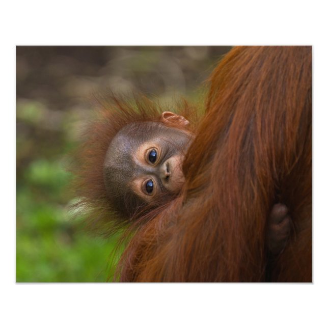 Orangutan Baby mit Flüchtige Blick Fotodruck (Vorne)