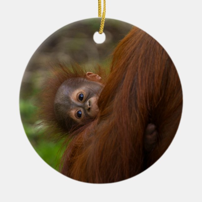 Orangutan Baby mit Flüchtige Blick Keramik Ornament (Vorne)
