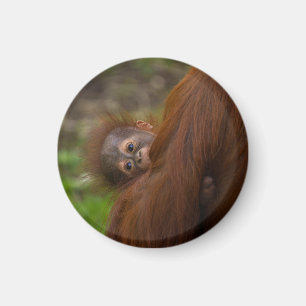 Orangutan Baby mit Flüchtige Blick Magnet