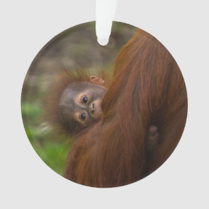 Orangutan Baby mit Flüchtige Blick Ornament