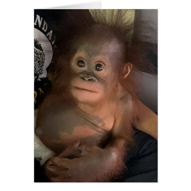 Orangutan Baby Orphan Crystal (Vorne)