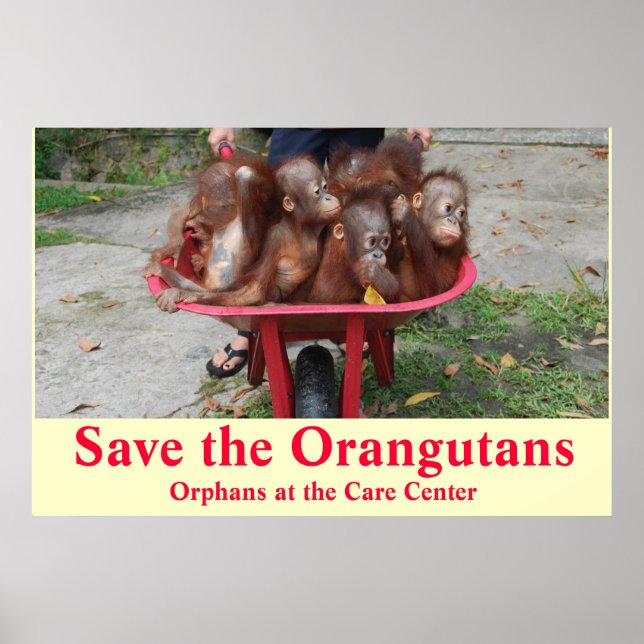 Orangutan Baby Orphans gehen zur Schule Poster (Vorne)