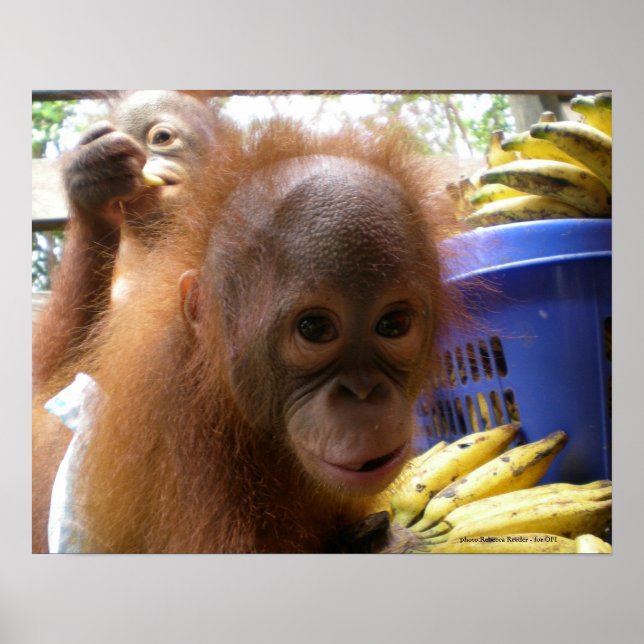 Orangutan Baby Poster (Vorne)