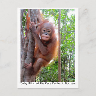 Orangutan Baby Uttuh im Regenwald Postkarte