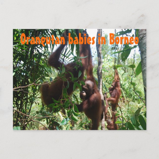 Orangutan-Babys in Borneo Postkarte (Vorderseite)