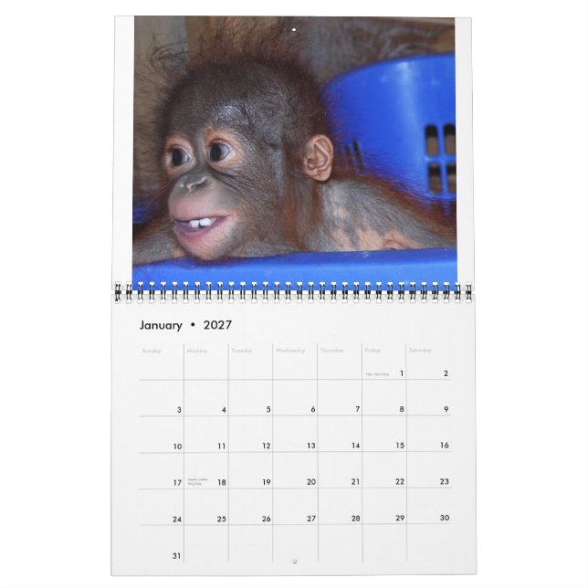 Orangutan Babys Kalender (Jan 2027)