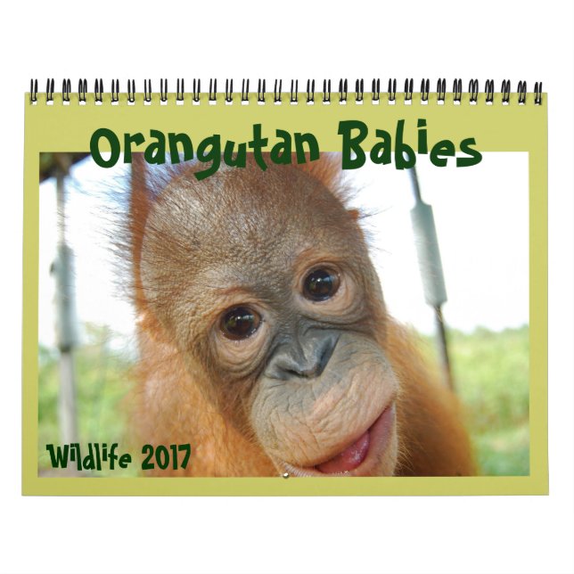 Orangutan Babys Kalender (Titelbild)