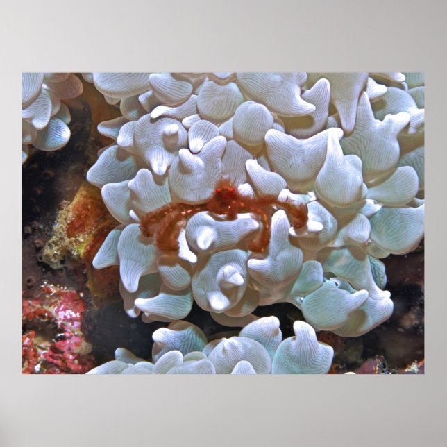 Orangutan Crab Poster (Vorne)