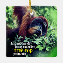 Orangutan entspannend in Baum