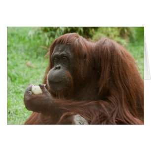 Orangutan essen
