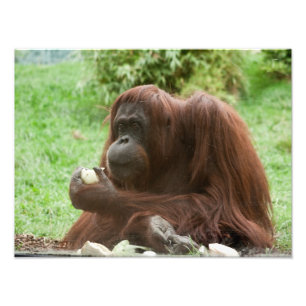 Orangutan essen fotodruck