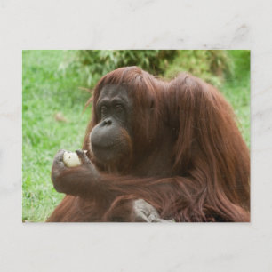 Orangutan essen postkarte