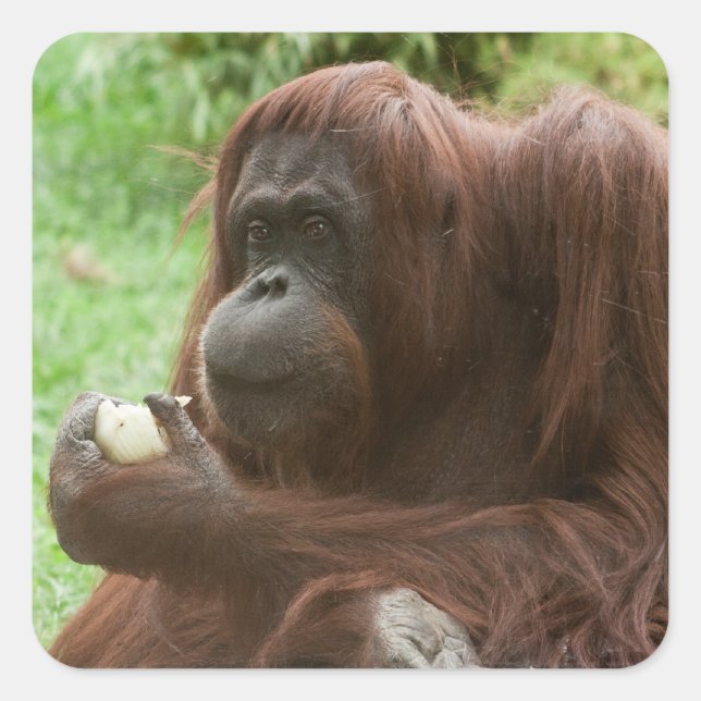 Orangutan essen quadratischer aufkleber (Vorderseite)